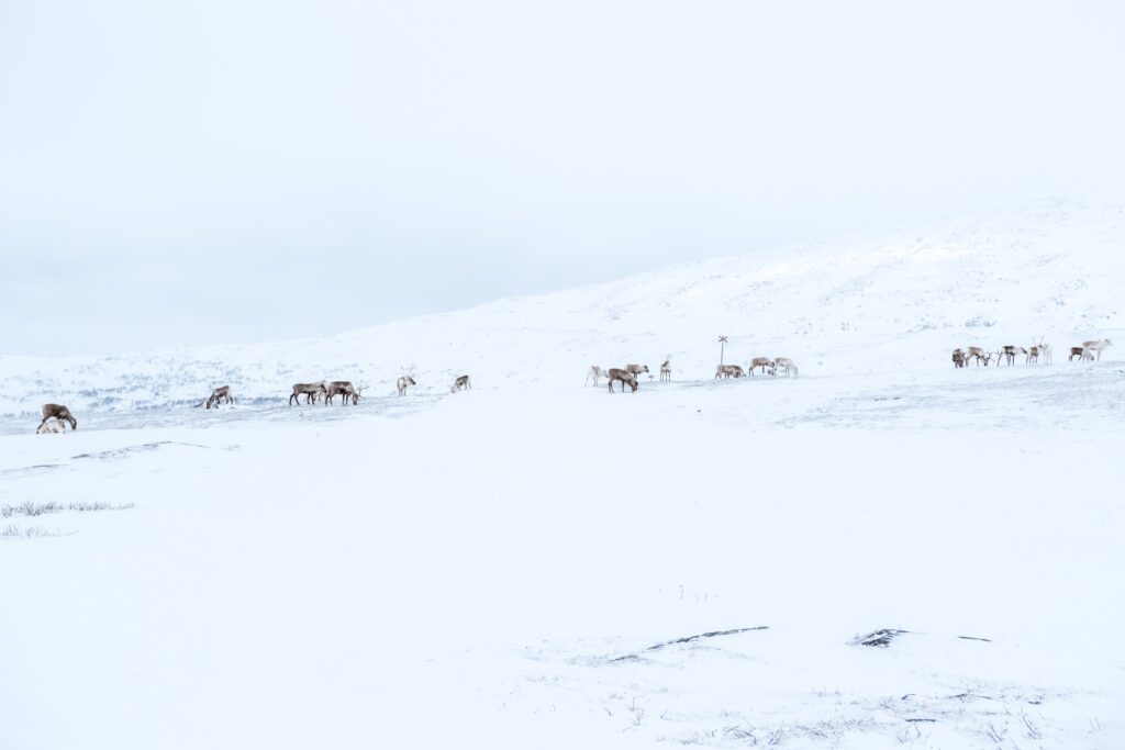 Upplev Lapplands underverk med en vildmarkstur