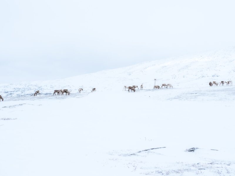 Upplev Lapplands underverk med en vildmarkstur